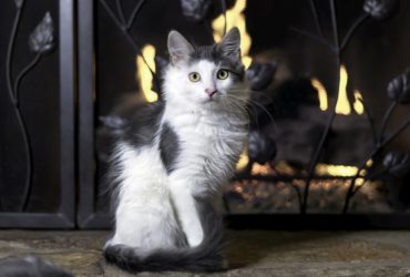 5 Steps to Childproof & Pet Proof Your Fireplace