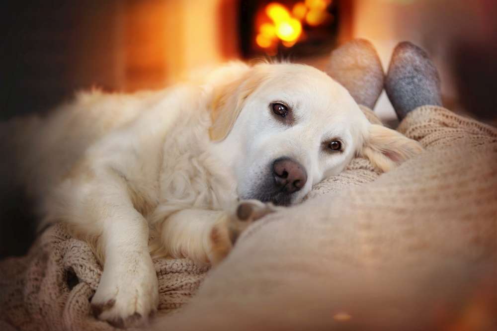 Dog in the livingroom while fireplace is on. Are fireplaces dangerous?