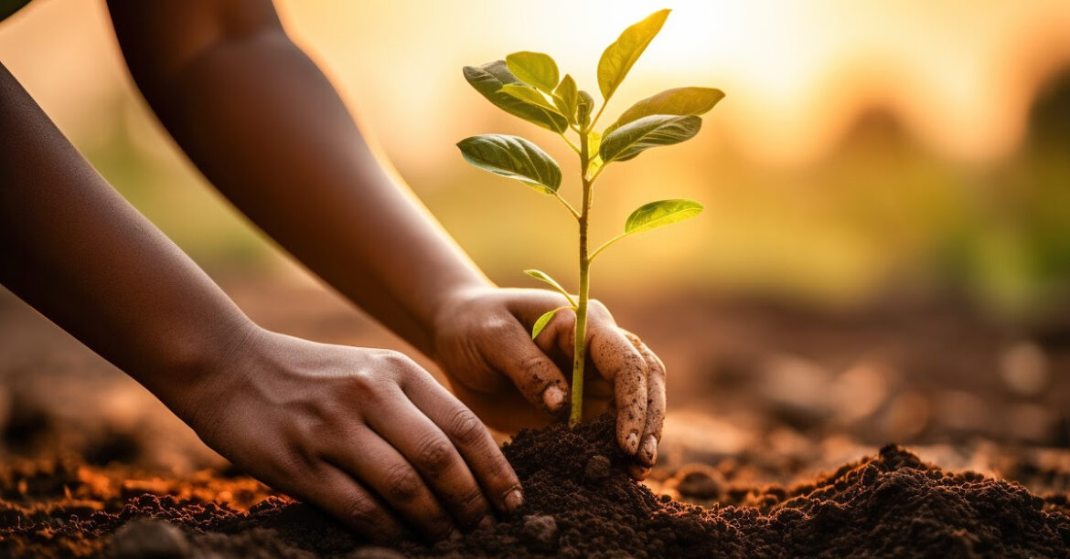 a person is planting a tree